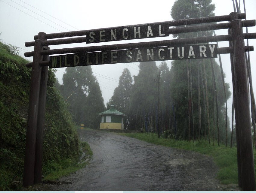 Senchal Wildlife Sanctuary, Darjeeling, West Bengal - Vushii.com Senchal Wildlife Sanctuary, Darjeeling, West Bengal - Vushii.com